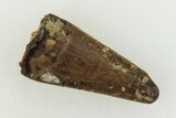 Fossil Theropod (Richardoestesia?) Tooth - Montana #204038-1